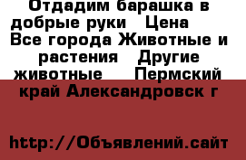Отдадим барашка в добрые руки › Цена ­ 1 - Все города Животные и растения » Другие животные   . Пермский край,Александровск г.